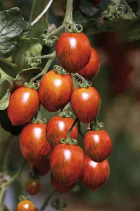 KOKTAILOVÉ PARADAJKY "TIGRINO" 9 cm - 1ks