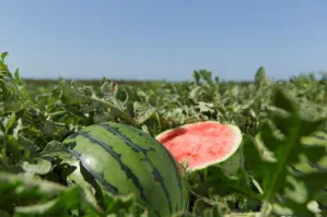 MELON VODOVÝ - "MIRSINI F1" kv. 9cm - 1ks