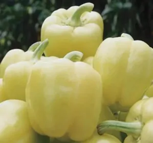 PAPRIKA "BLONDY F1" 1ks