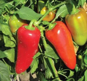 PAPRIKA "LIUBOV F1" 1ks