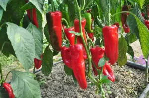 PAPRIKA "DINAMICA  F1" 1ks