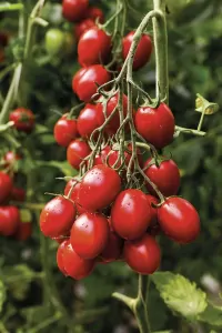 KOKTAILOVÉ PARADAJKY "PAKYTA F1" -1ks