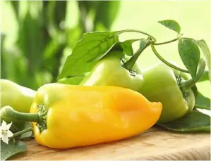 PAPRIKA "PIRUET F1" 1 ks