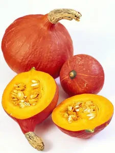 TEKVICA HOKKAIDO F1 kv. 9 cm -1ks