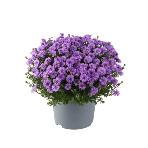 Alpha® Purple ROcket