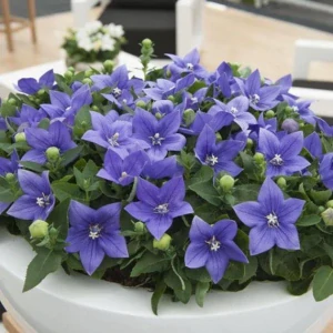 Platycodon Blue F1