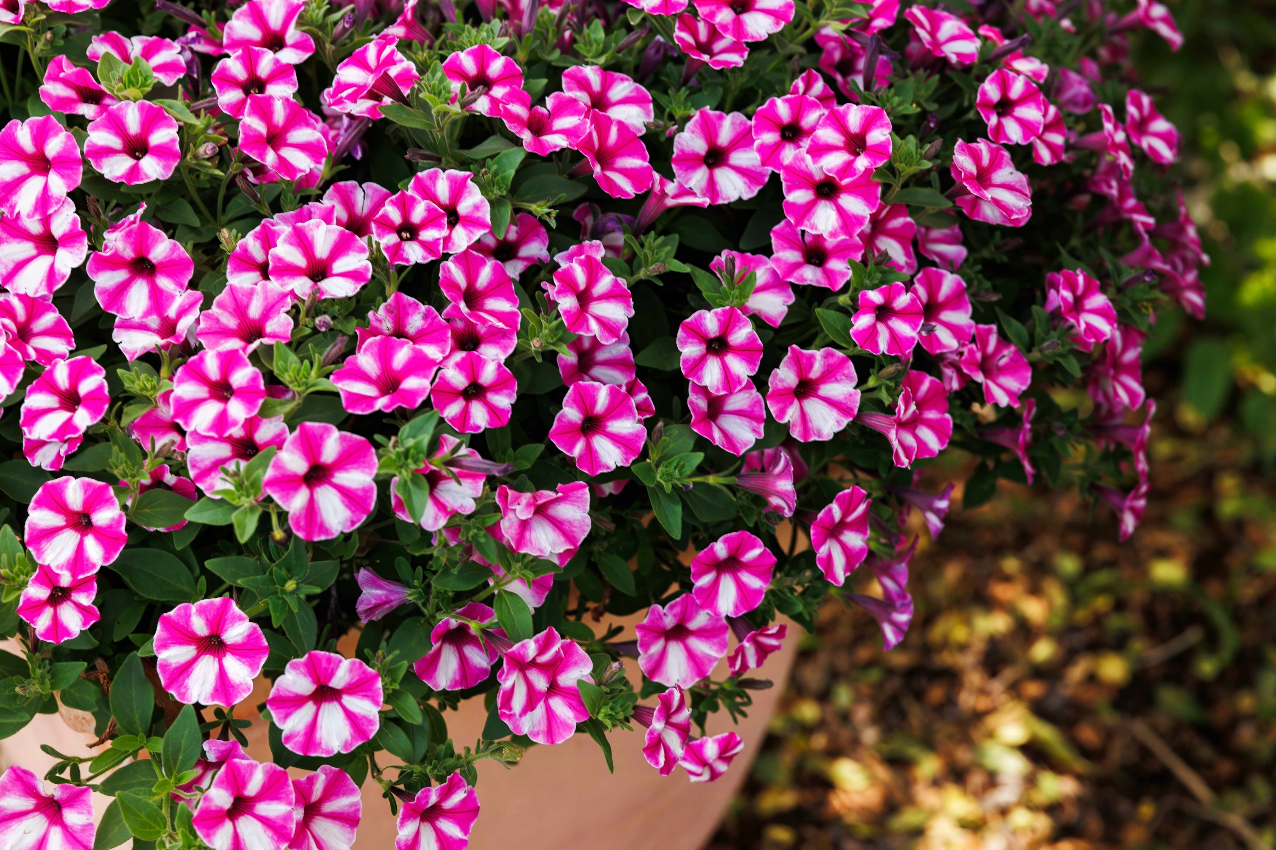 Petunia - SUPERTUNIA® VISTA™ Raspberry Star®
