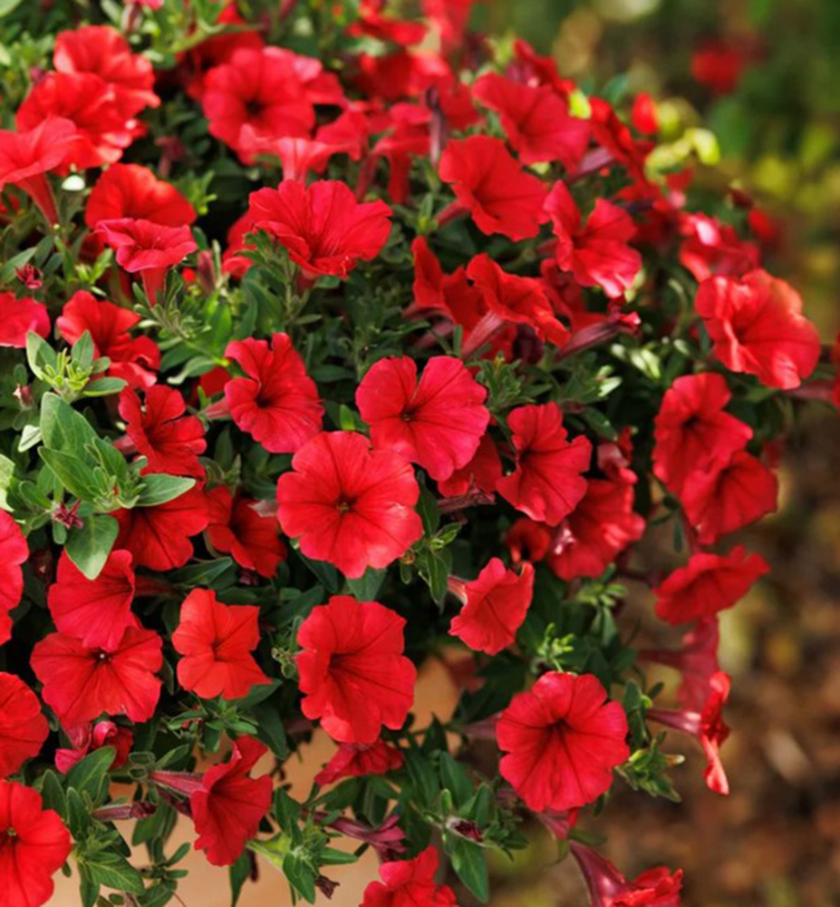Petunia - SUPERTUNIA® VISTA™ Strawberrry®