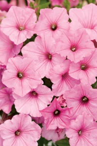 Petunia - SUPERTUNIA® VISTA™ Bubblegum®