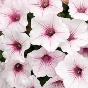 Petunia - SUPERTUNIA® VISTA™ Silverberry®