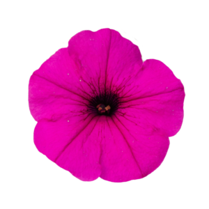 Petunia - SUPERTUNIA® VISTA™ Raspberry®