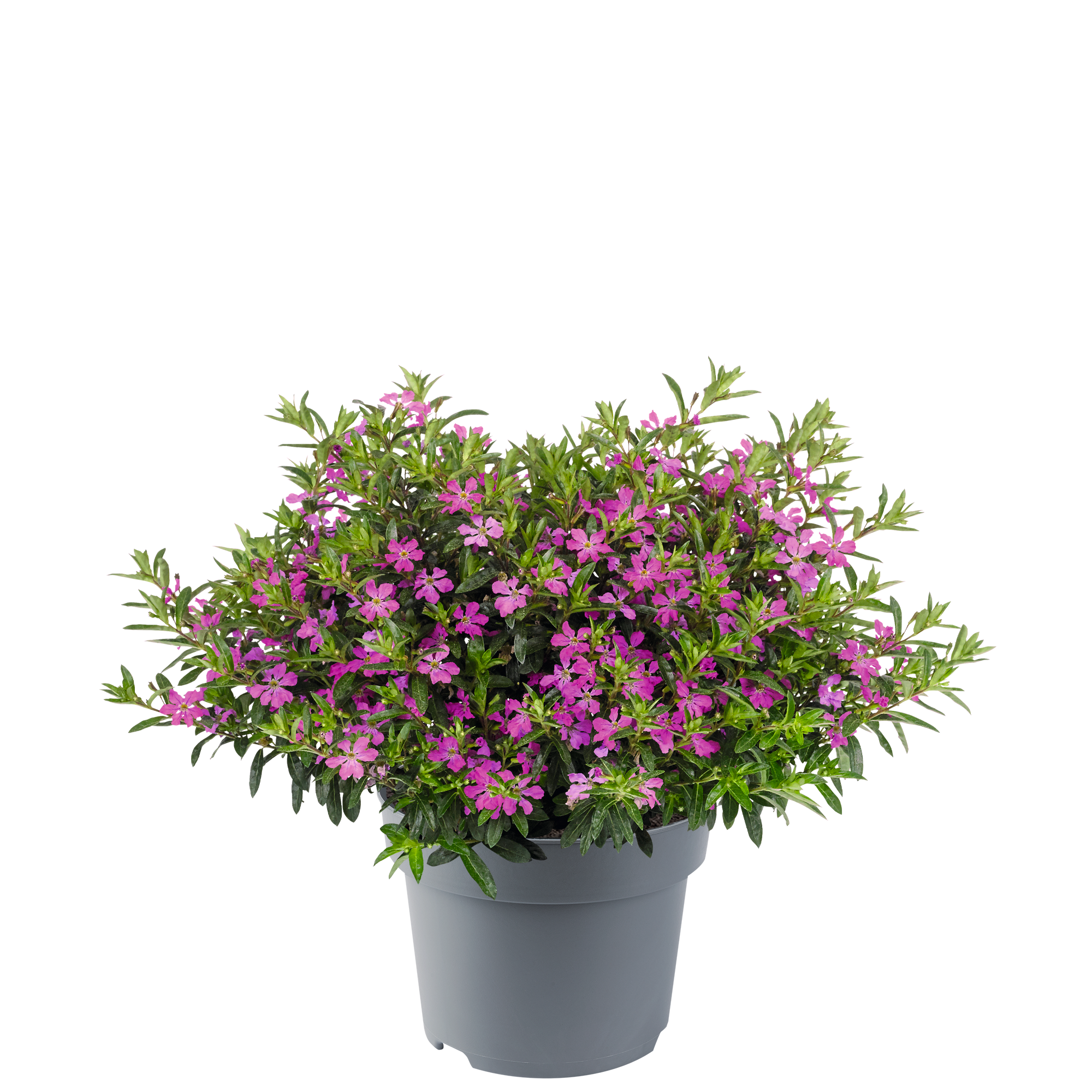 Cuphea - Myrtis® Deep Pink