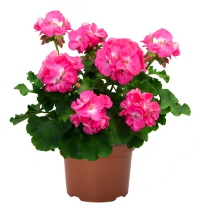 Pelargonium Zonale BIG EZZE© PINK PANTHER