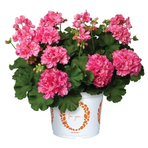 Pelargonium Zonale BIG EZZE© PINK BATIK