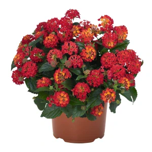Lantana - Schamrock Red kv. 12 cm