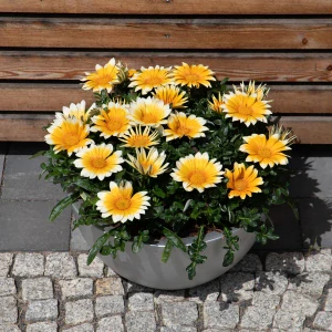Gazánia - Zany® Sunny Side Up 10,5cm