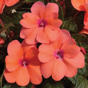 Netýkavky - SunPatiens® Coral Pink
