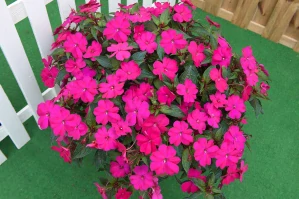 Netýkavky - SunPatiens® Compact Magenta