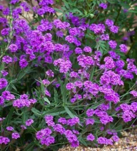 Železník tuhý - Venosa Lilac - kont. 0,5l (12 cm)