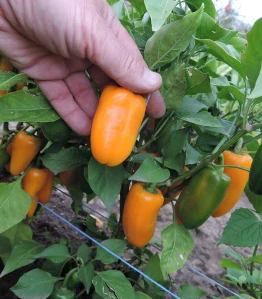 PAPRIKA SNACK "HAMIK F1" 1 ks