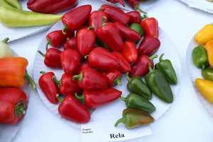 PAPRIKA SNACK "RELA F1" 1 ks