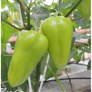 PAPRIKA "SLOVAKIA F1" 1 ks