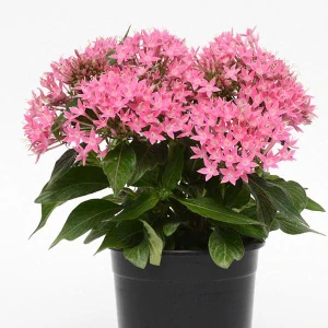 PENTAS Lucky Pink Deep 12 cm
