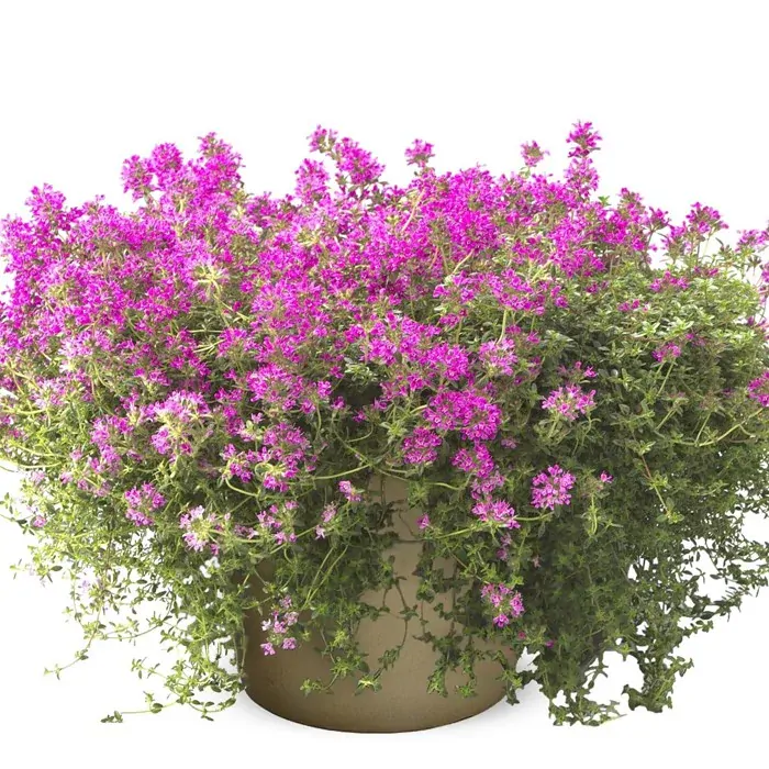 Materina dúška Creeping red - Thymus serpyllum kv.12cm