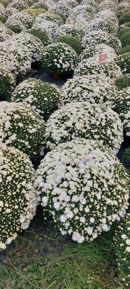 Chrysanthema sneho-biela kv.19 cm 