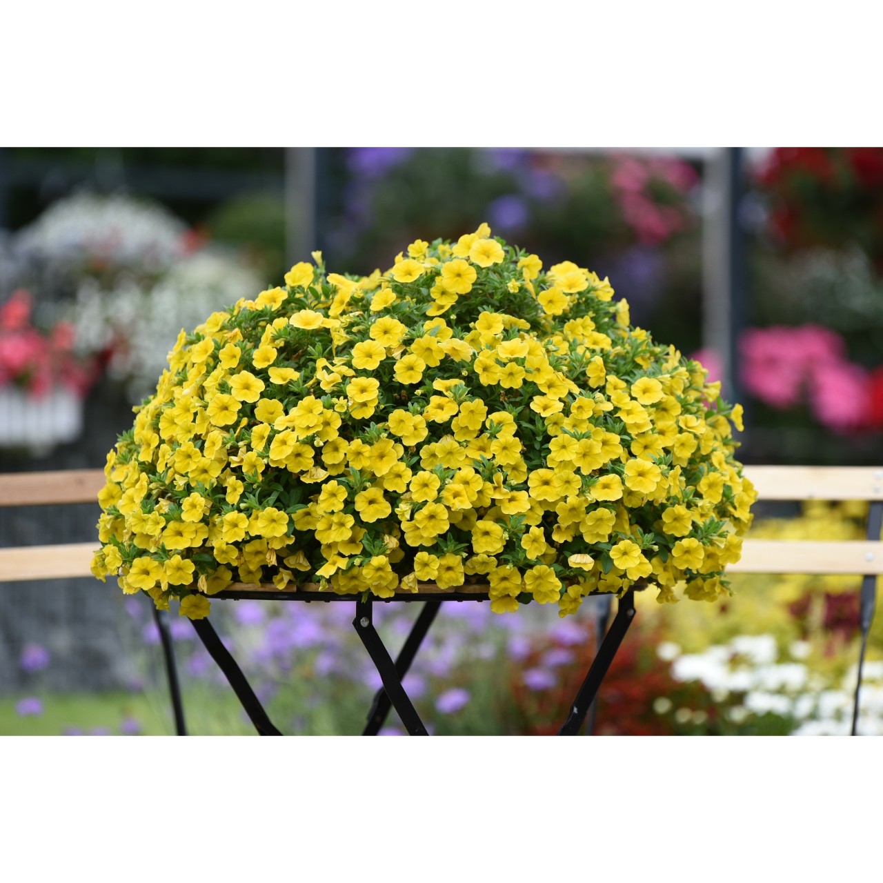 Calibrachoa - Cabaret®Early Bright Yellow 
