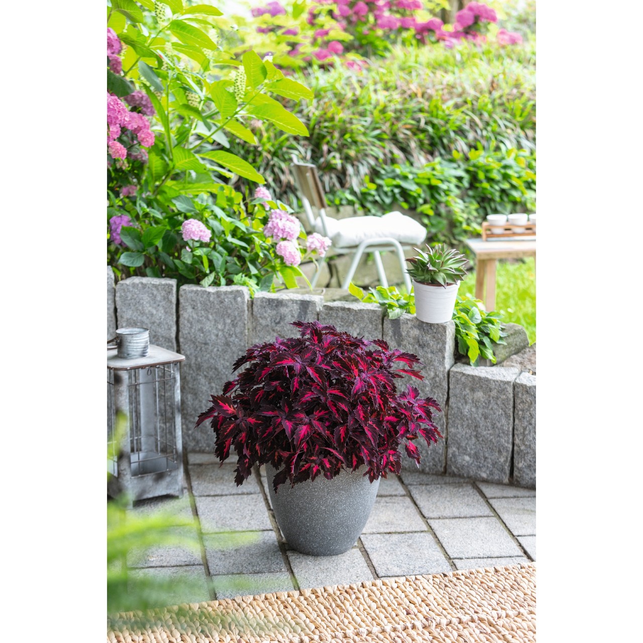 Koleus - Down Town ROYALTY kv.11cm