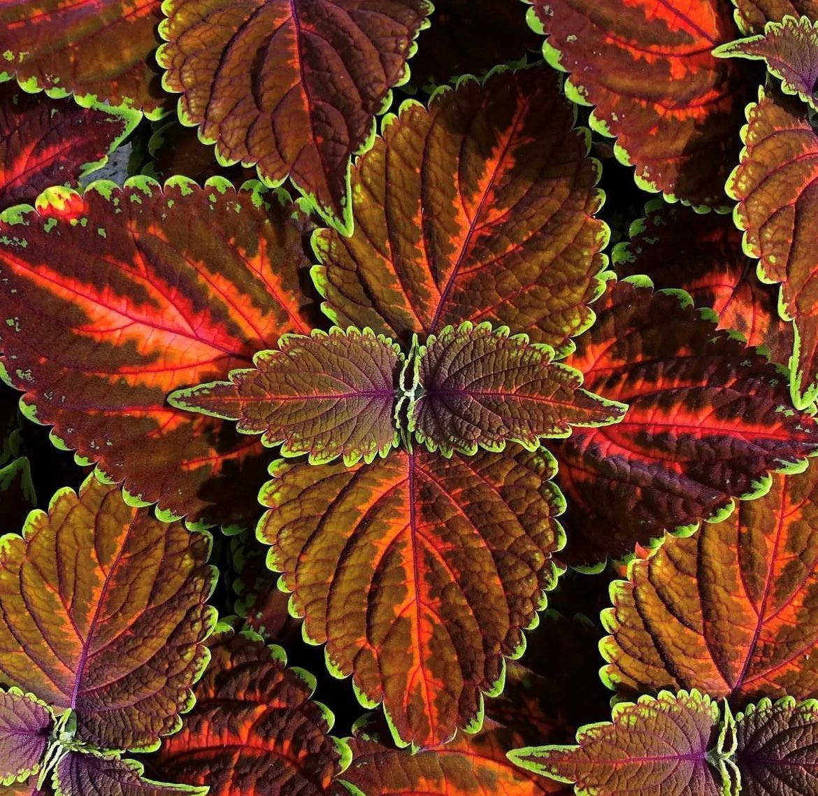 Koleus - Stained Glassworks MAGNIFICENT MILE kv.11cm