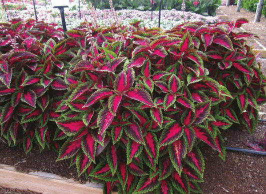 Koleus - Main Street RUBY ROAD kv.11cm