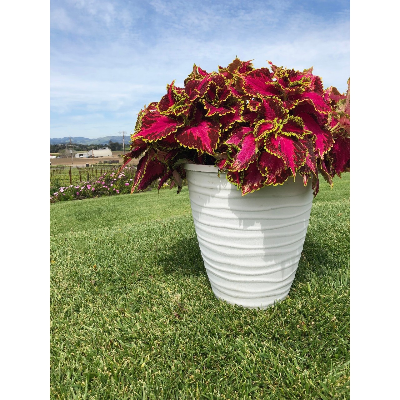 Koleus - Main Street HOLLYWOOD BOULEVARD kv.11cm