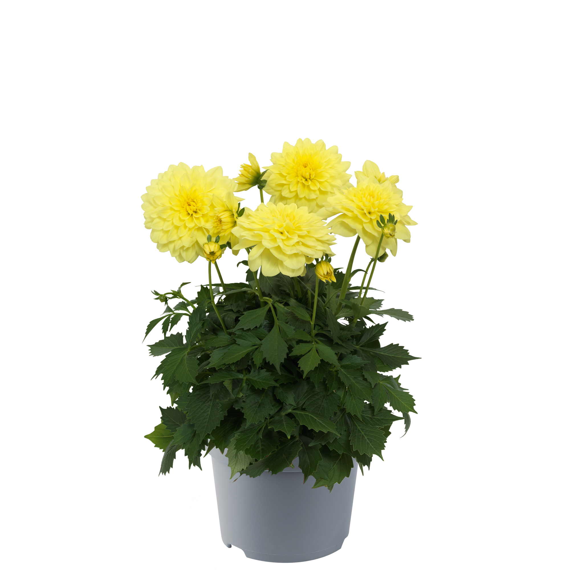 Dahlia - Dalina® Maxi Yellow