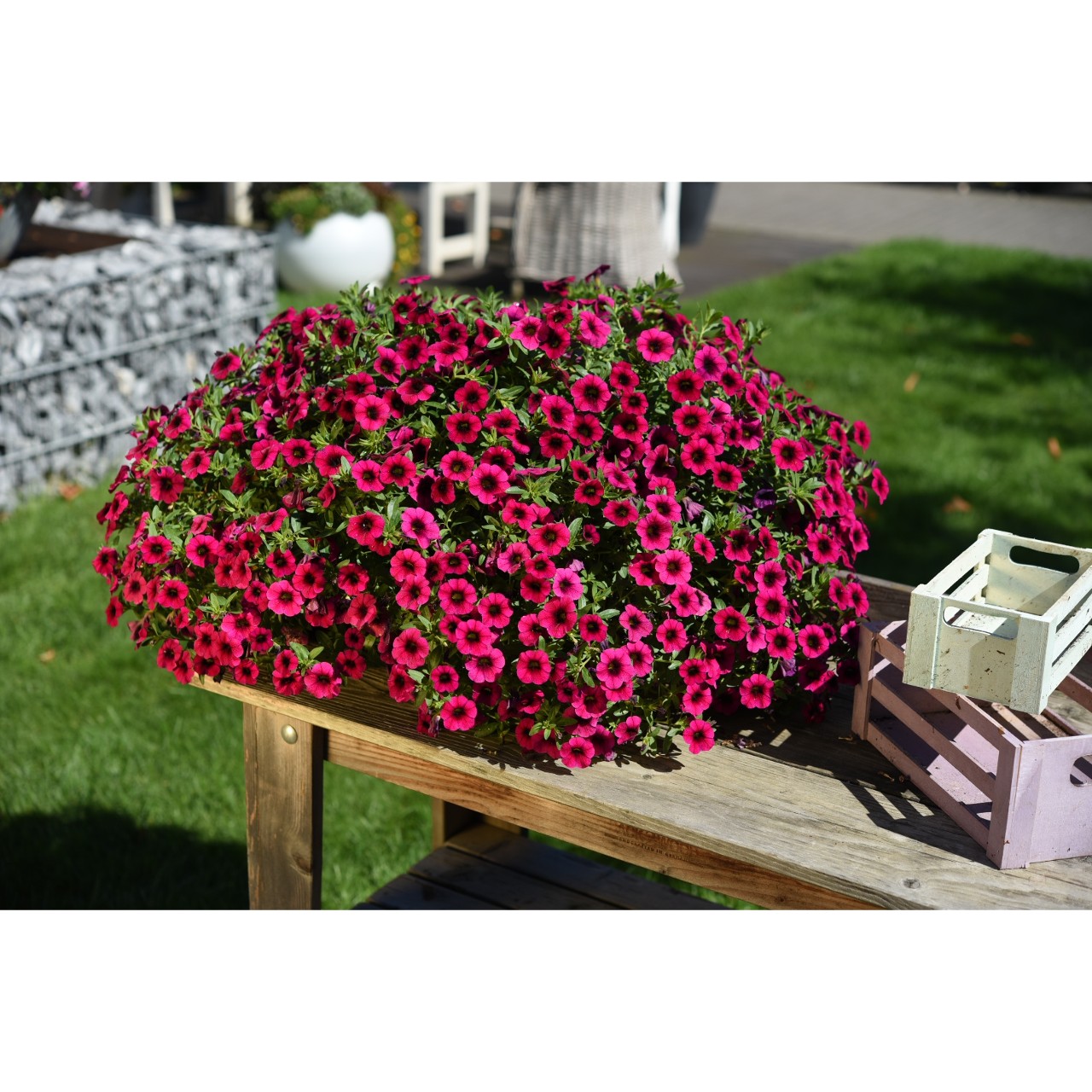 Calibrachoa - Cabaret®Early Neon Rose