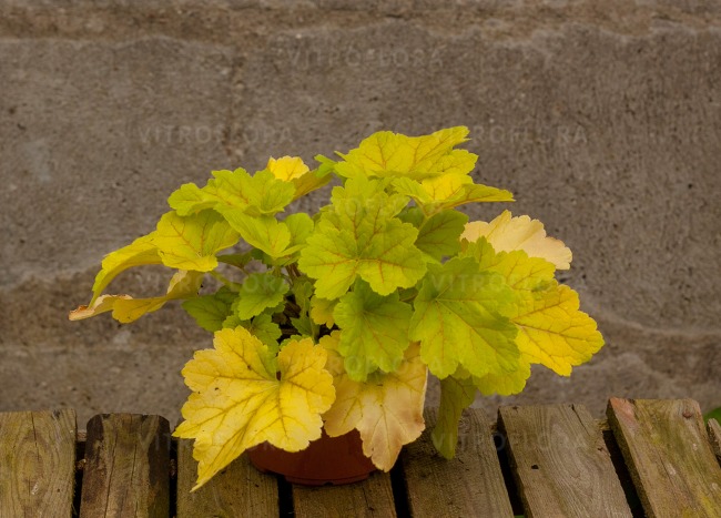 HEUCHERA villosa 'ELECTRA' 14cm