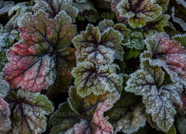 HEUCHERELLA hybrida 'STOPLIGHT' 14cm
