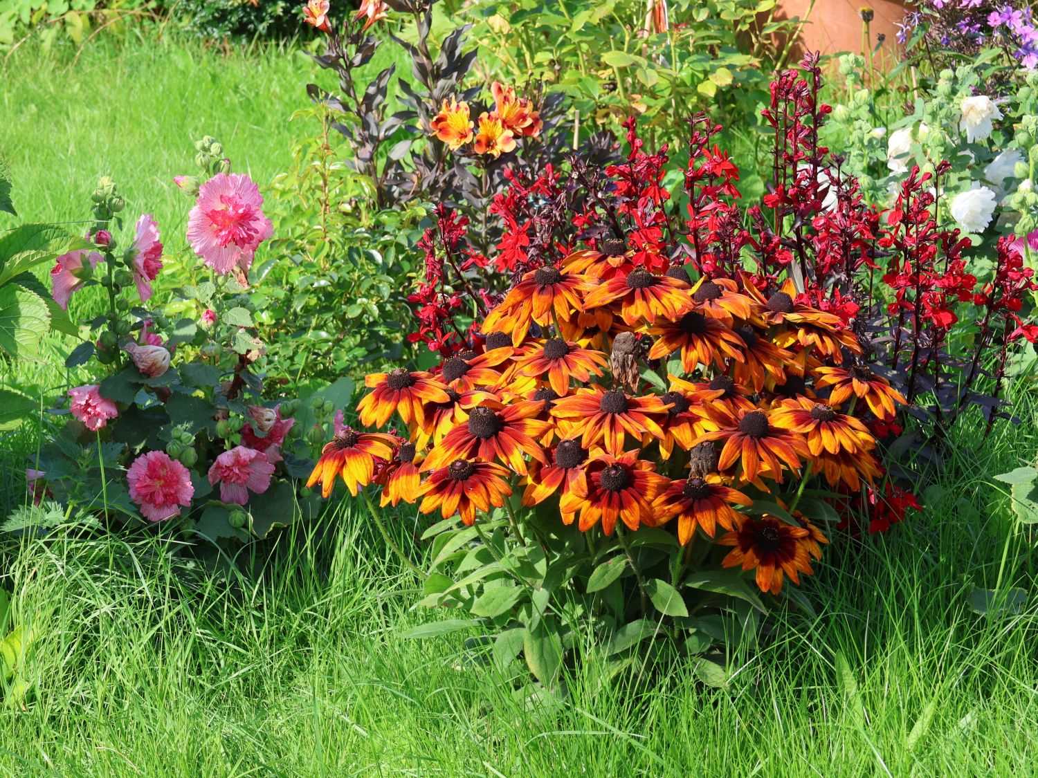 Rudbeckia fulgida - Sunbeckia® Sarah