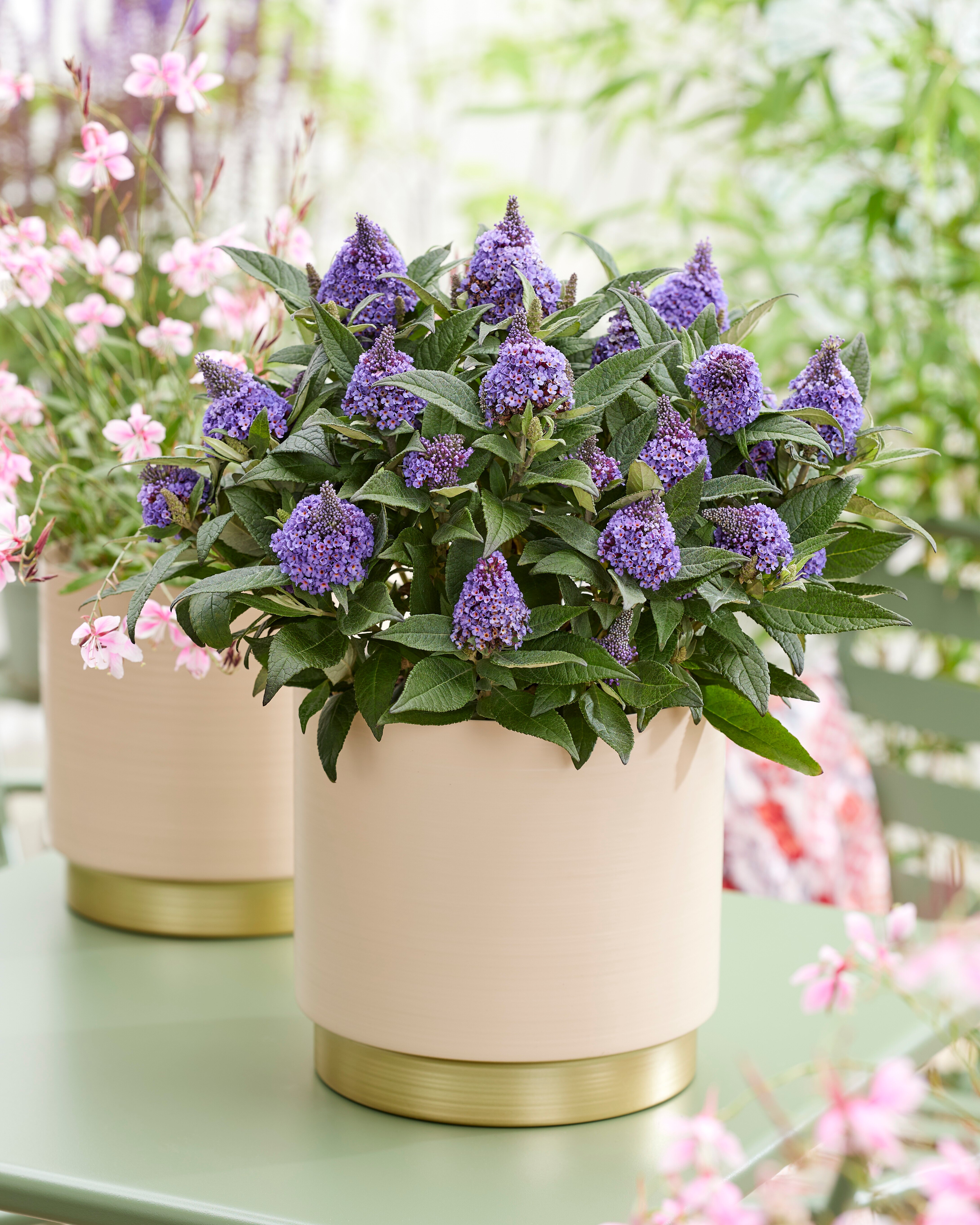 Buddleja davidii- 'Little Rockstars'® Blue kv.12cm