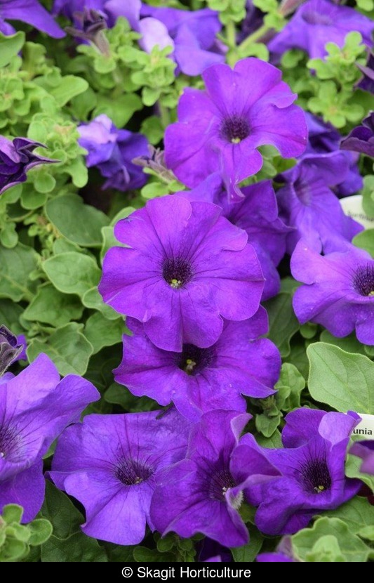 Petunia - Surfinia® Giant Blue