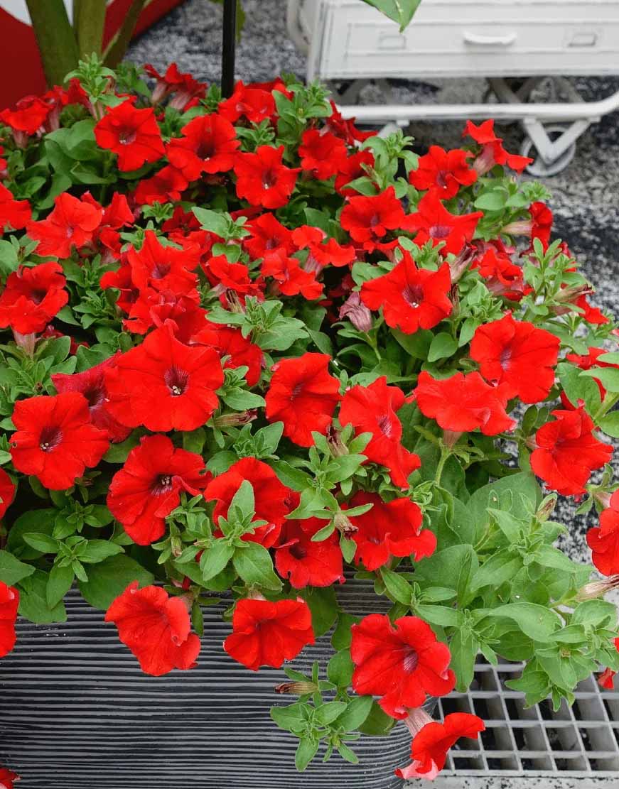 Petunia - Surfinia® Deep Red