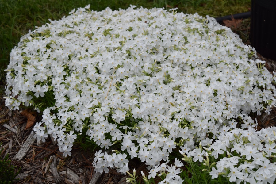 Phlox Amaxing Grace white kont. 0,5 l (11cm)