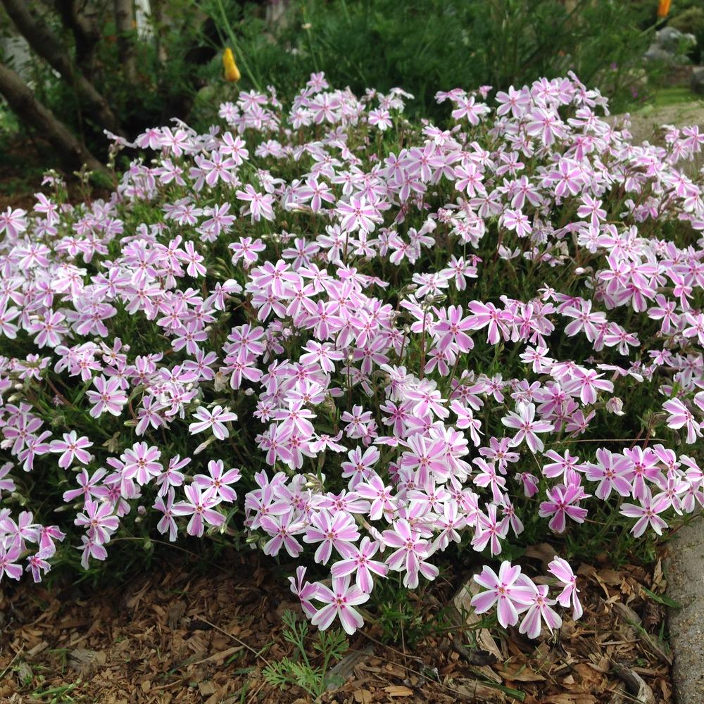 Phlox Spring® CANDY STRIPE kont. 0,5 l (11cm)