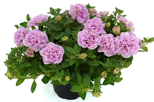 Petunia - Sugar Candy