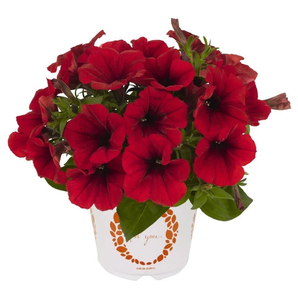 Petunia - Sweetunia® Red