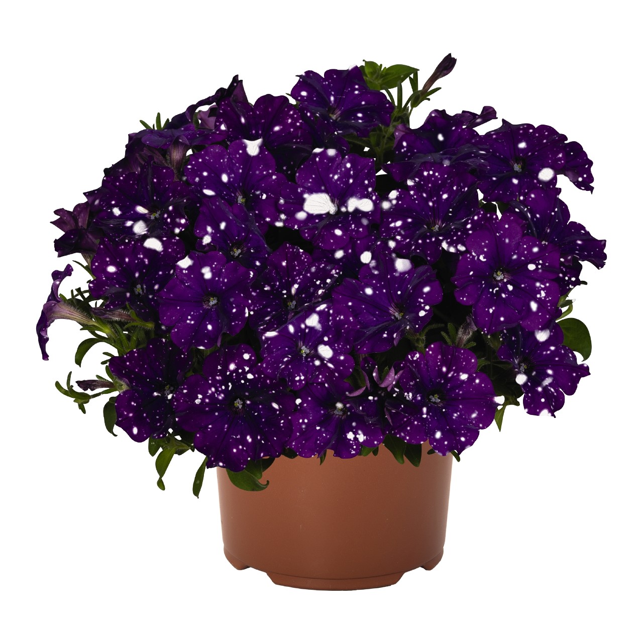 Petunia - Dolly Dots® Virgo