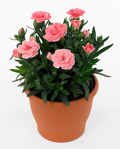Dianthus Oscar® Pink