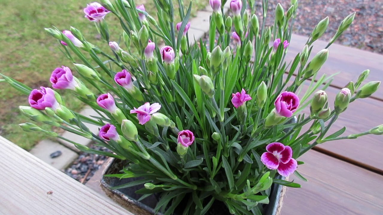 Dianthus Pink Kisses
