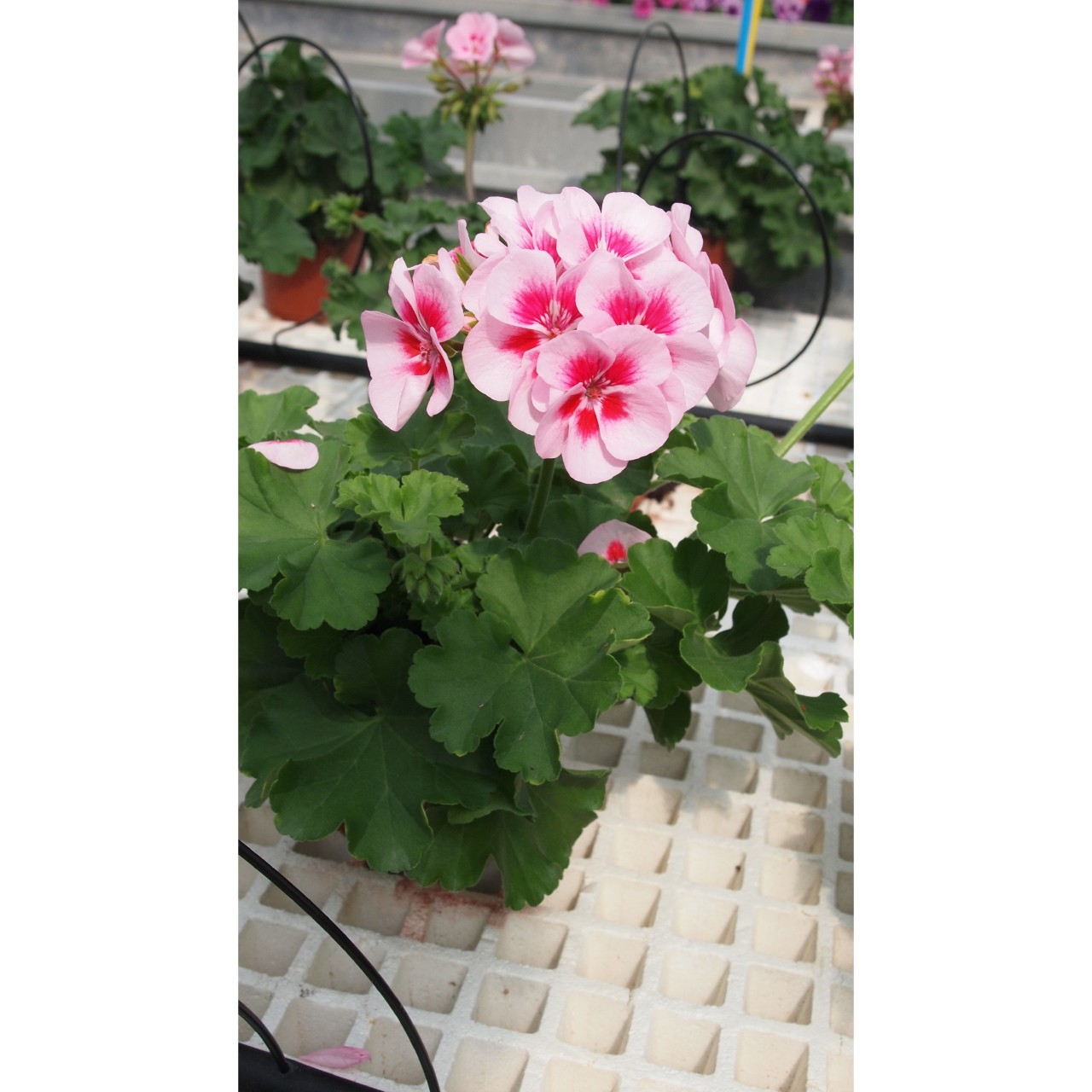 Pelargonium interspecific SARITA WHITE SPLASH